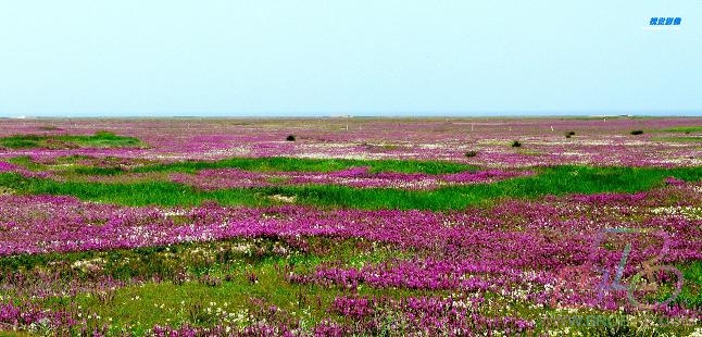 花的海洋.JPG