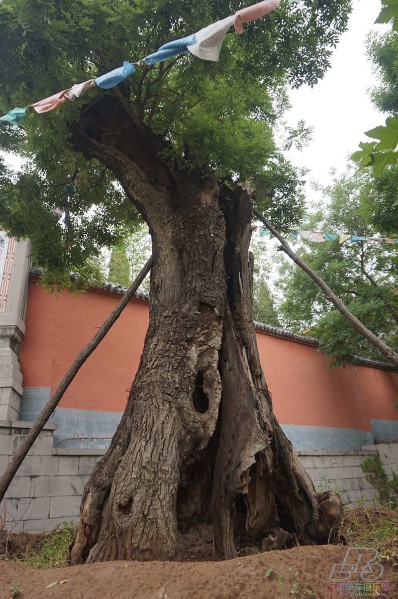 元音寺门口的古树