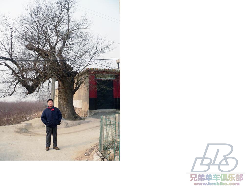 大河镇大官村,村头的老槐树,有500多年