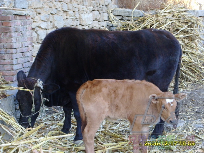 黑牛妈妈和可爱的牛犊