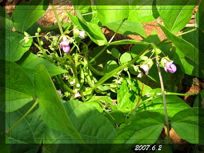 紫花四季豆