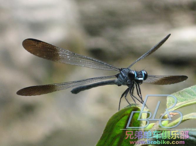 云台山上的蓝蜻蜓