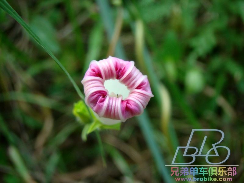 DSC02240_缩小大小.JPG