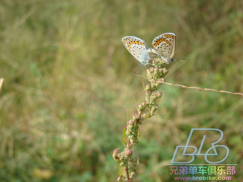 DSC02286_缩小大小.JPG