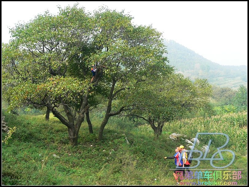 围着那颗数忙活，估计上面有什么内容