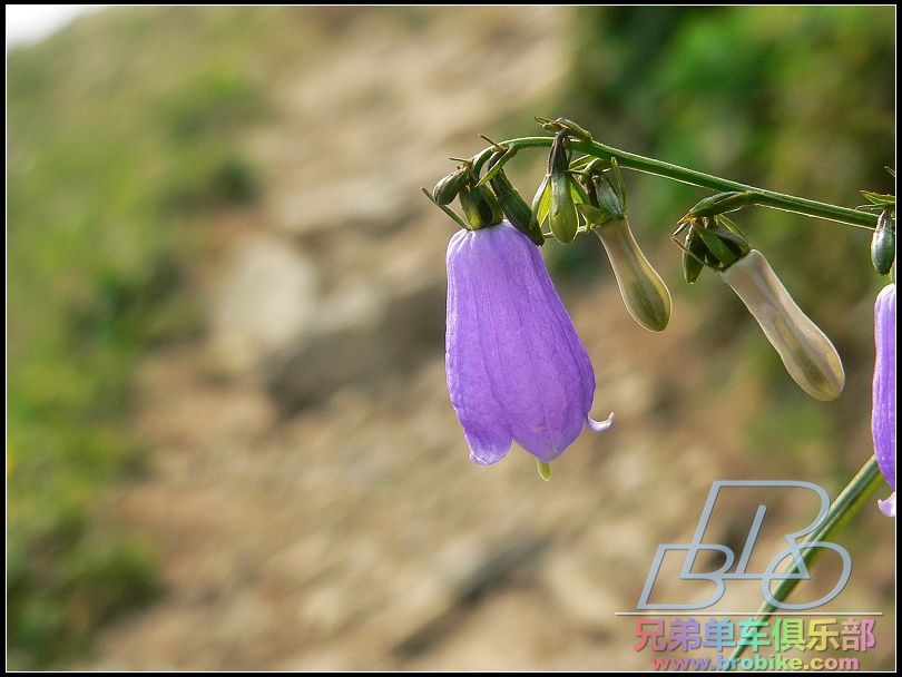 植物专家到来之前，我打算叫它风铃花