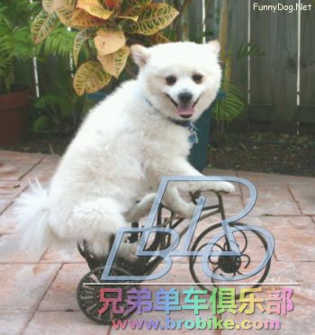 bicycle-dog.jpg