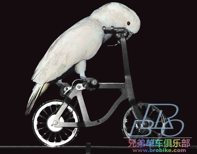 Cockatoo-on-Bicycle.gif