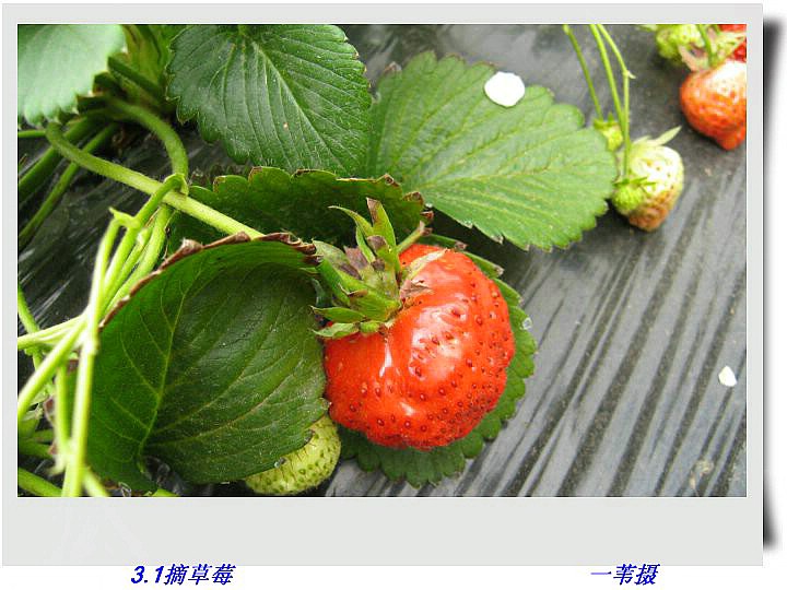 3.1董家窄草莓 004.jpg