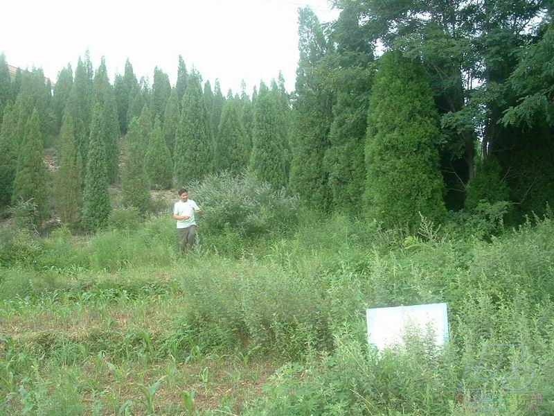 养蜂人热情的给我指点那是金花，我买了点蜂蜜 花粉，嘿嘿，是从浙江来的，原来养蜂人也是那里有花 就奔向哪