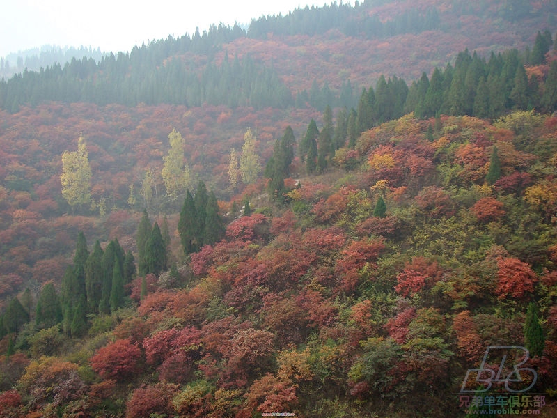 满山红叶