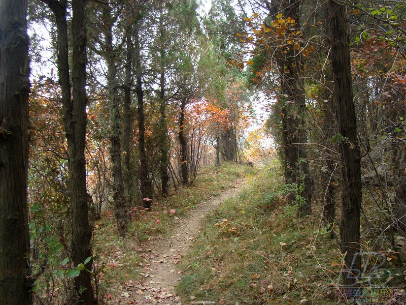 林荫小路