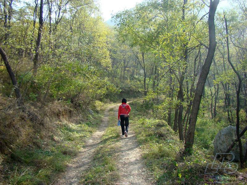 行走在槐香路上