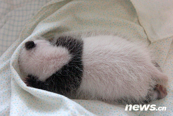 出生25天的“团团”正在育婴箱中酣睡（2004年9月25日）。 新华社记者 陈燮摄.jpg
