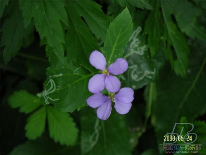 路边的野花.jpg