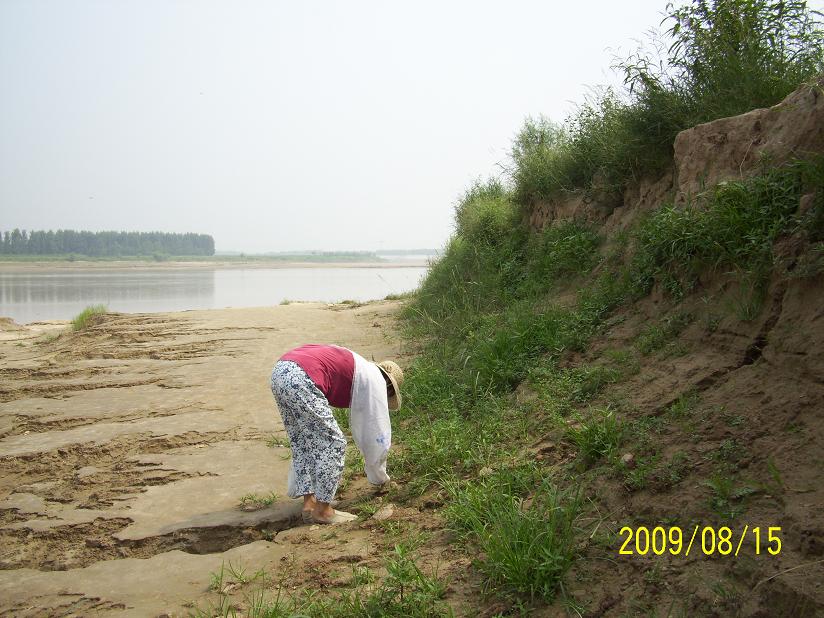 老夫老妻黄河岸边挖野菜 020.jpg