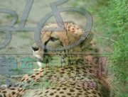 180px-Lying_cheetah.jpg