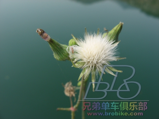 这是什么花？